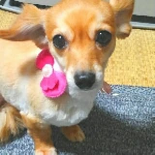 keiko