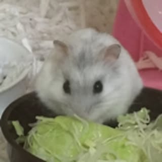 coochan