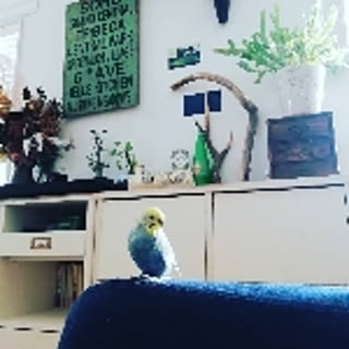 chimajerry