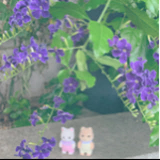 ichi