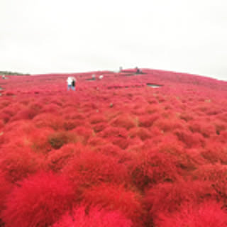 fujico