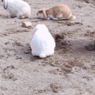 pipi