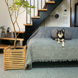 sho