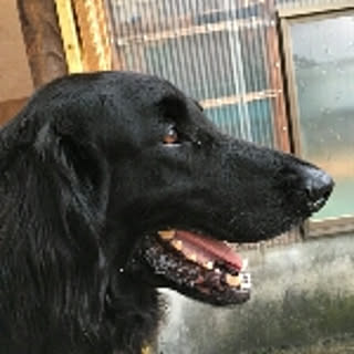 Reiko