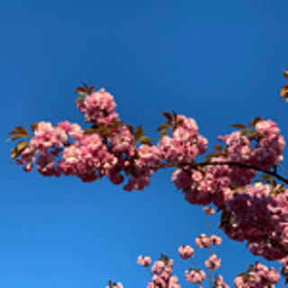 Yuki