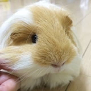 poroporo
