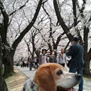 Yuki726