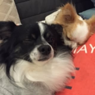chiko