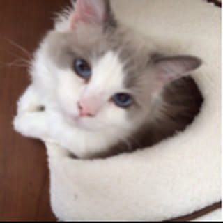 fuu