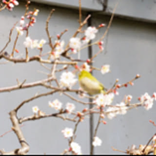 Kana