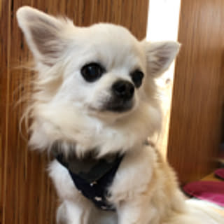 chapipi