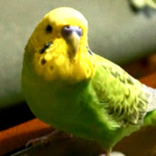 Chappy_2012