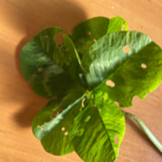hiyo