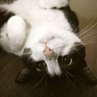 cookiecat.y