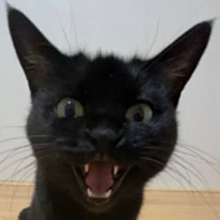 piyoyuka