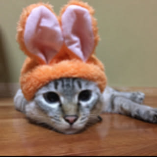 mi_ko.519
