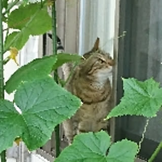 maineko