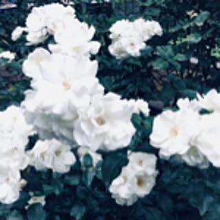 jo_room