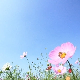 ponoko