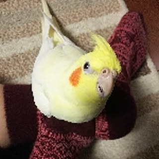 yuisena