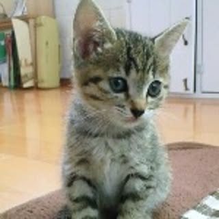 mihanemama