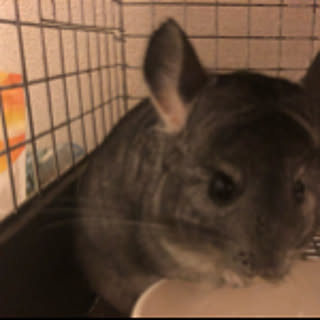 earlgrey2cat