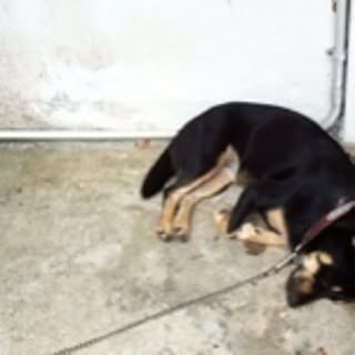 mujirico