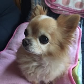 kimyoco