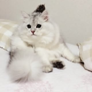 yuri-neu