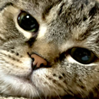 ao