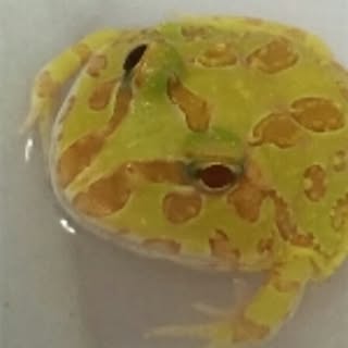 flocky