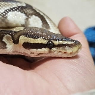 yukikarasnake10