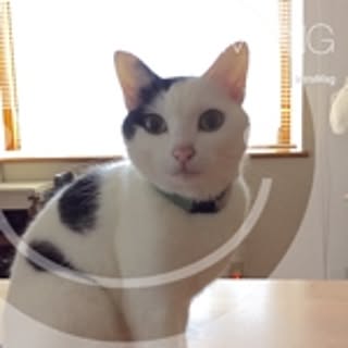 chi