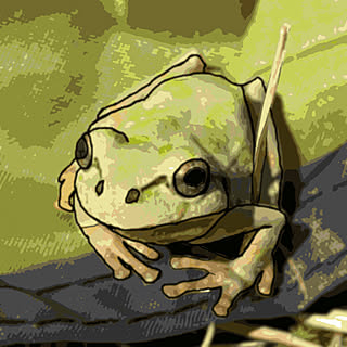 amato