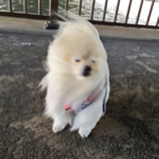mimimi