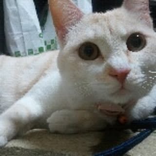 kinako
