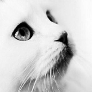 misto
