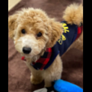 ruru