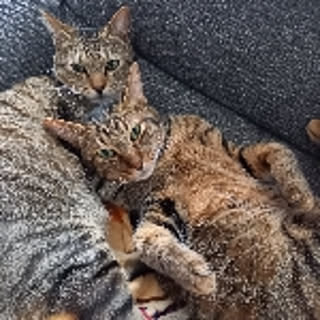 p-p-maru