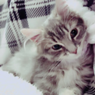 lani