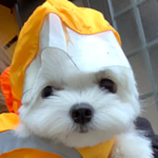 da_yasu