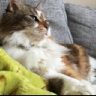 aiko