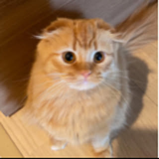 Boow