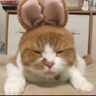 kocchan