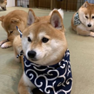 Miho