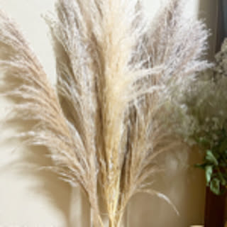 ma_81011