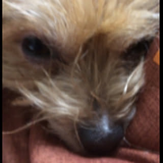 Yuki