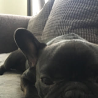 YLA