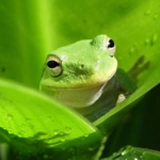 michi
