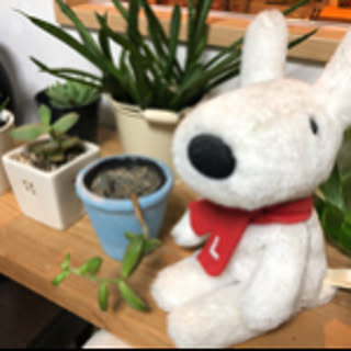 kun-chi202